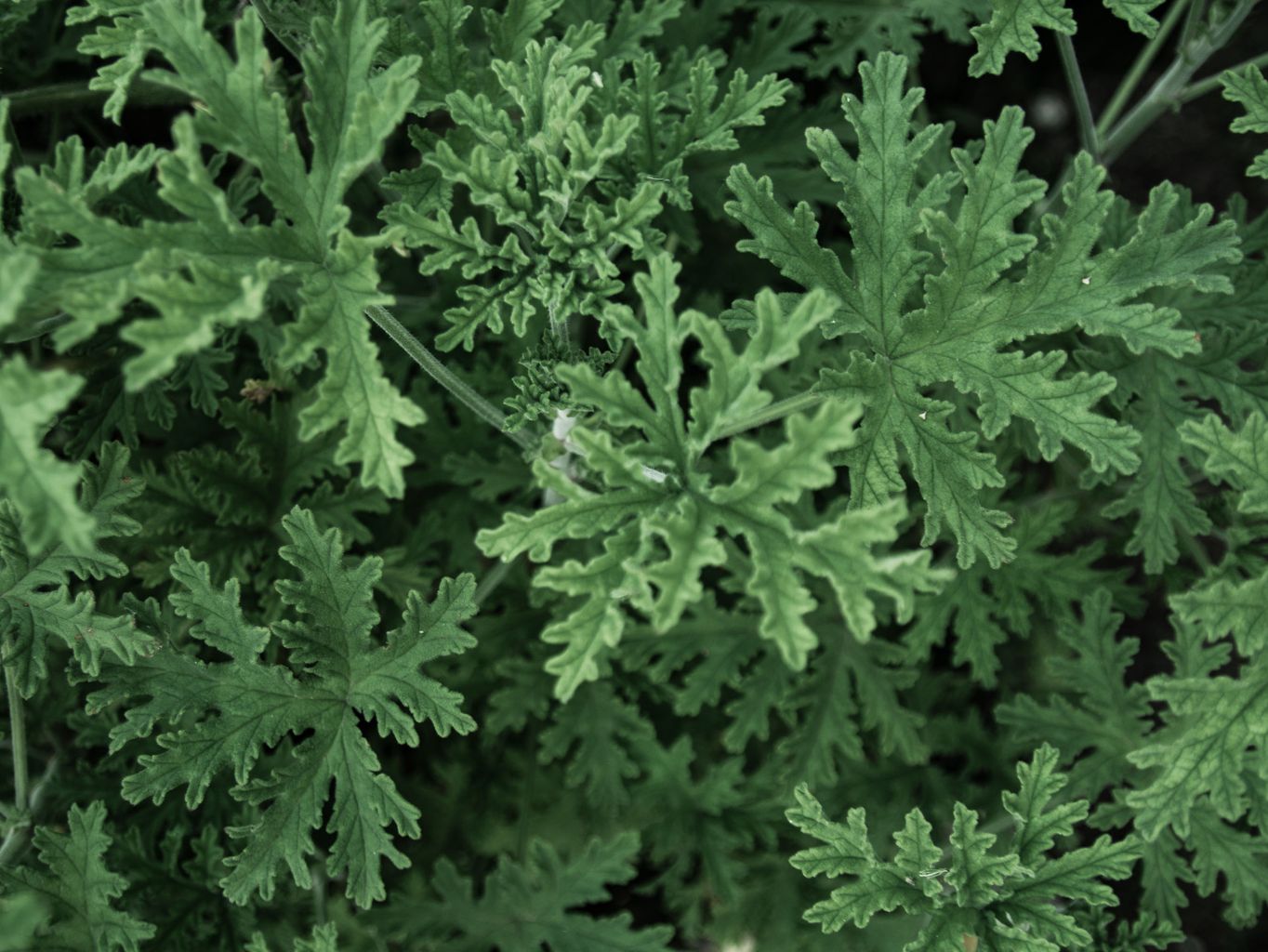 carbon - fotky podkategorii 1364x1024px (70)